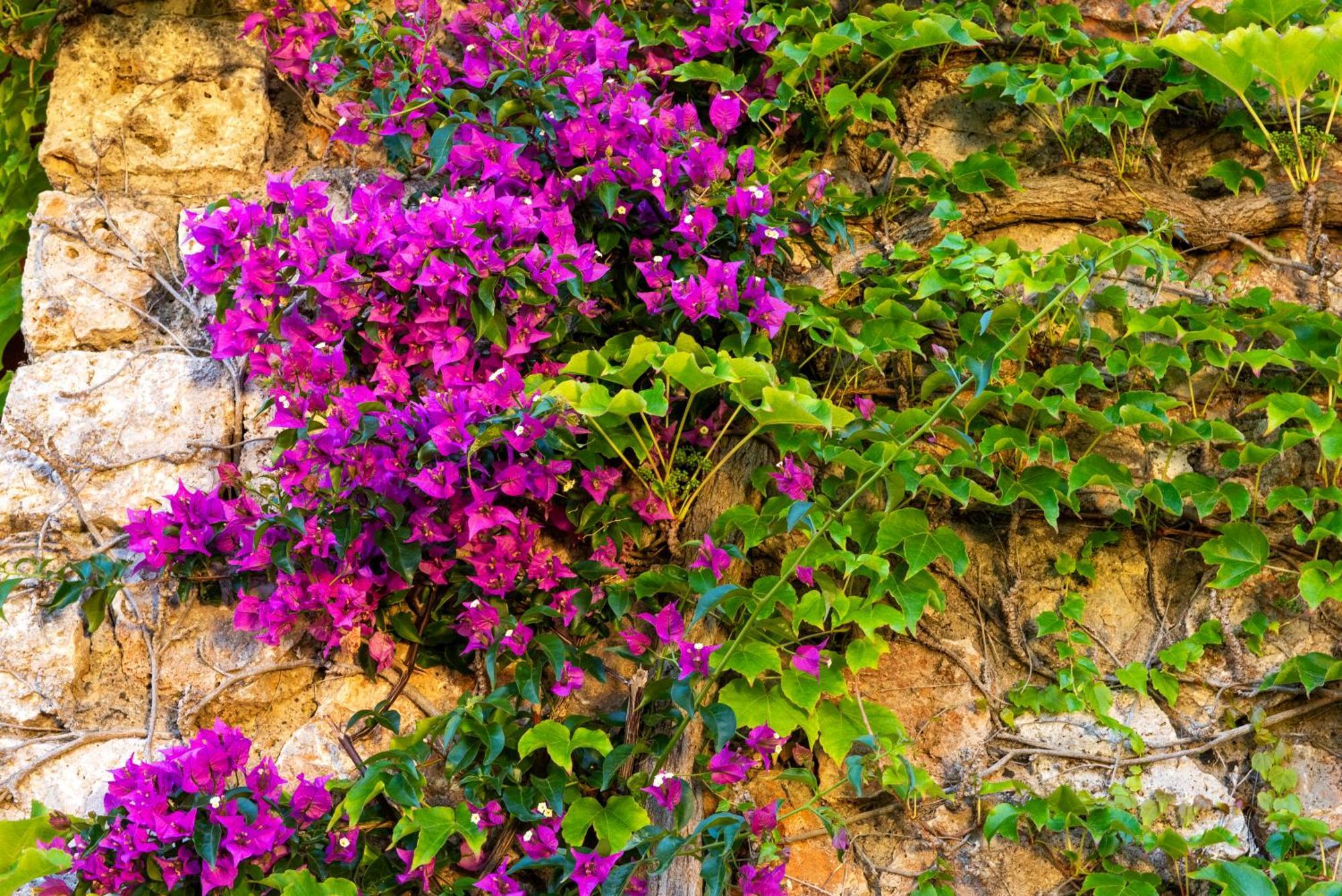 Boutique Hotel Torre Di Cala Piccola Porto Santo Stefano  Exteriör bild